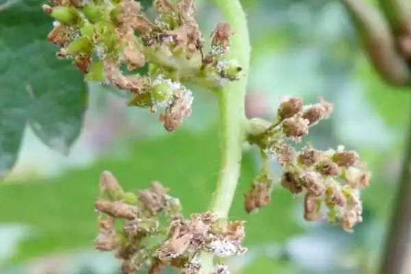 葡萄白粉病用哪种药，可以用苯醚甲环唑、醚菌酯等