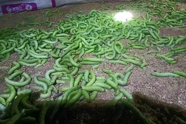 豆虫如何养殖，可以去捕捉老熟幼虫放入田中饲养