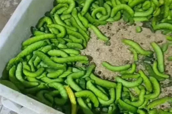 豆虫如何养殖，可以去捕捉老熟幼虫放入田中饲养