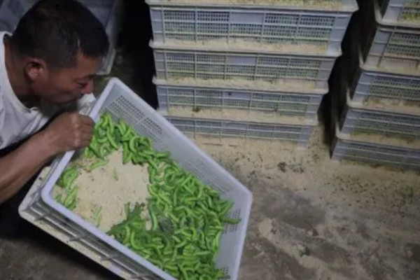 豆虫如何养殖，可以去捕捉老熟幼虫放入田中饲养
