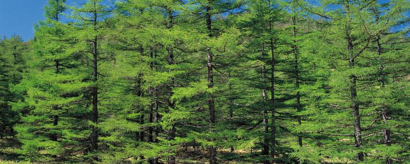 怎么种植落叶松，每隔20天进行一次松土锄草工作
