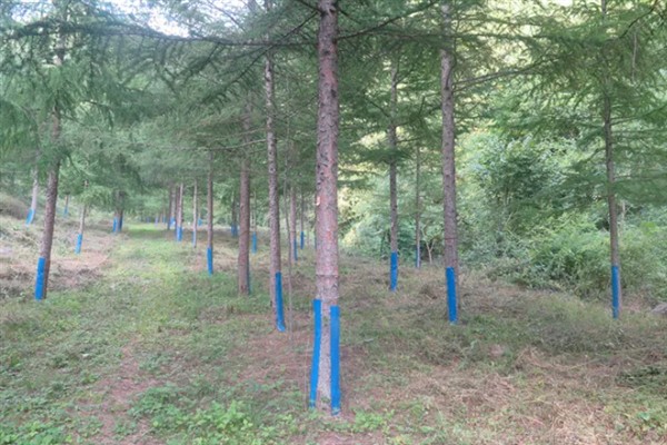怎么种植落叶松，每隔20天进行一次松土锄草工作