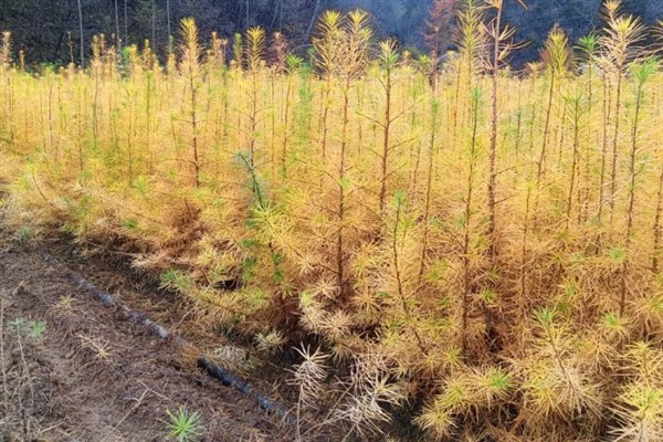 怎么种植落叶松，每隔20天进行一次松土锄草工作