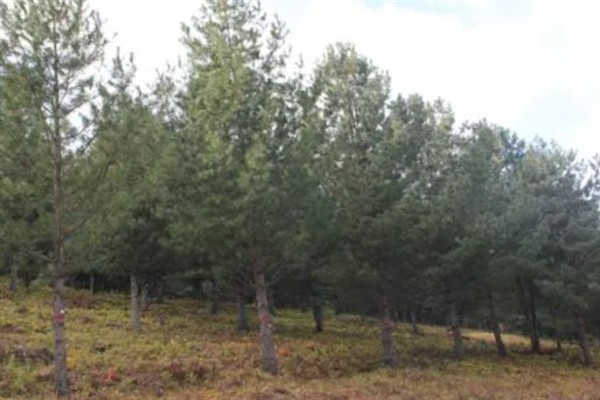 怎么种植落叶松，每隔20天进行一次松土锄草工作
