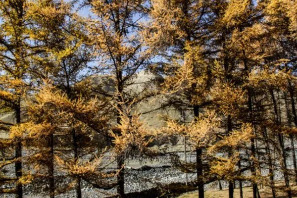 怎么种植落叶松，每隔20天进行一次松土锄草工作