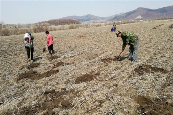 怎么种植落叶松，每隔20天进行一次松土锄草工作