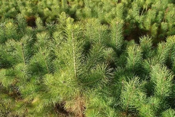 怎么种植落叶松，每隔20天进行一次松土锄草工作