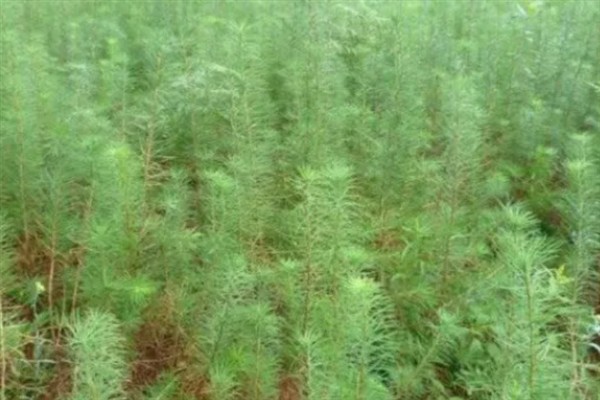 怎么种植落叶松，每隔20天进行一次松土锄草工作