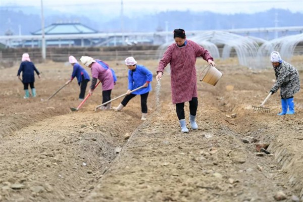 怎么种植落叶松，每隔20天进行一次松土锄草工作