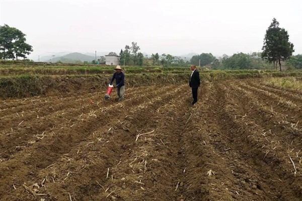 怎么种植落叶松，每隔20天进行一次松土锄草工作