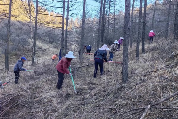 怎么种植落叶松，每隔20天进行一次松土锄草工作