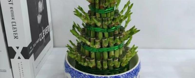 节节高盆栽的养护方法，春秋季节每周浇水1-2次