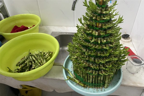 节节高盆栽的养护方法，春秋季节每周浇水1-2次