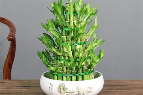节节高盆栽的养护方法，春秋季节每周浇水1-2次