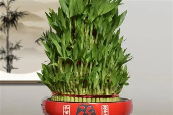 节节高盆栽的养护方法，春秋季节每周浇水1-2次