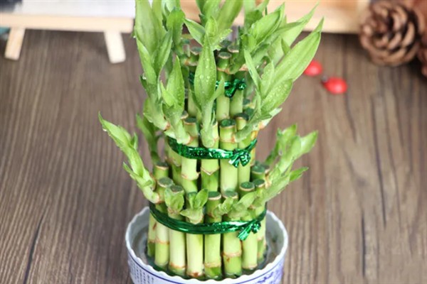 节节高盆栽的养护方法，春秋季节每周浇水1-2次