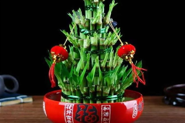 节节高盆栽的养护方法，春秋季节每周浇水1-2次