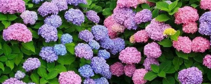 绣球花冬天怎么养，要为其做好保暖的措施