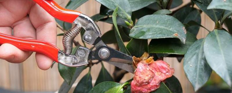 茶花的修剪方法，可以在春季进行