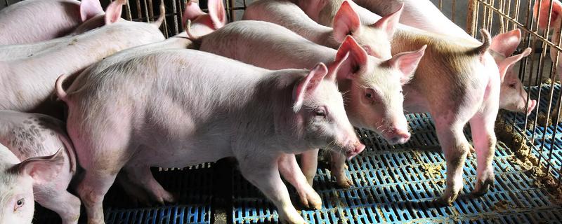 猪肉的周期一般几年，通常为3-4年左右