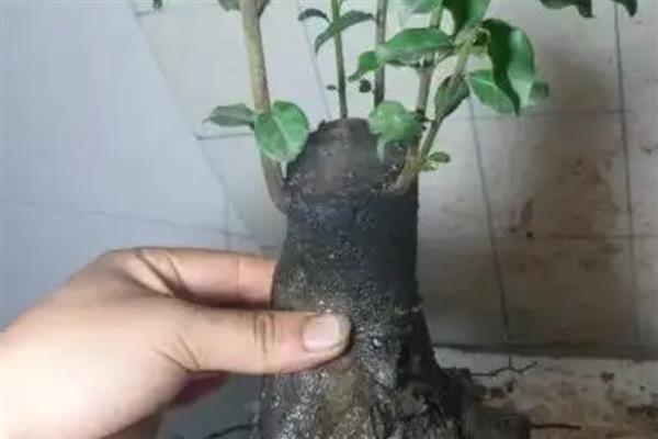 金蛋子盆栽的种植方式，盆栽时应选择在春季进行
