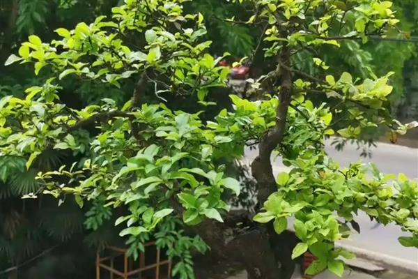 金蛋子盆栽的种植方式，盆栽时应选择在春季进行