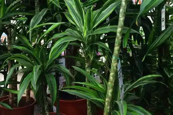 巴西铁茎干脱皮的原因，可能是盆土过干或冬季受寒所致