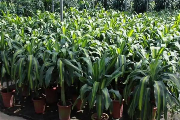 巴西铁茎干脱皮的原因，可能是盆土过干或冬季受寒所致