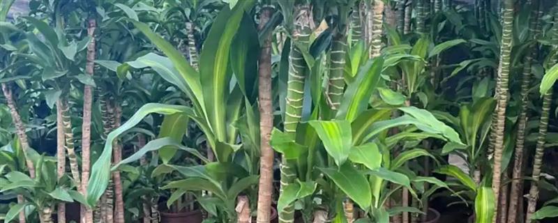 巴西铁茎干脱皮的原因，可能是盆土过干或冬季受寒所致