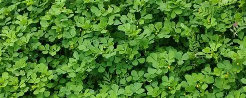 苜蓿草的种植时间，可春播、夏播和秋播