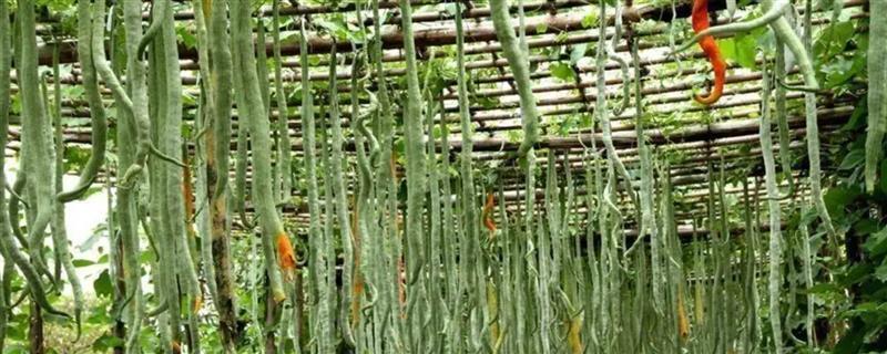蛇瓜的种植时间，南方地区在2月份左右种植