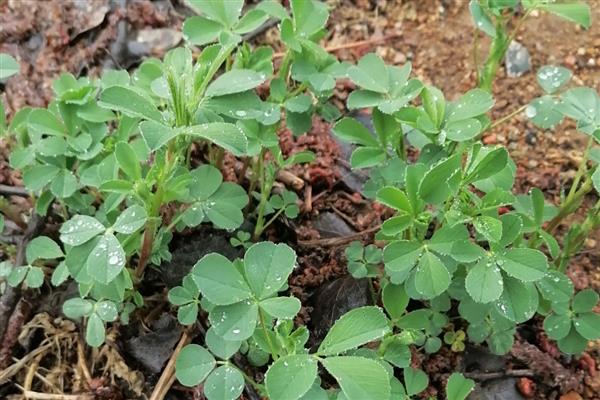 苜蓿草的种植时间，可春播、夏播和秋播