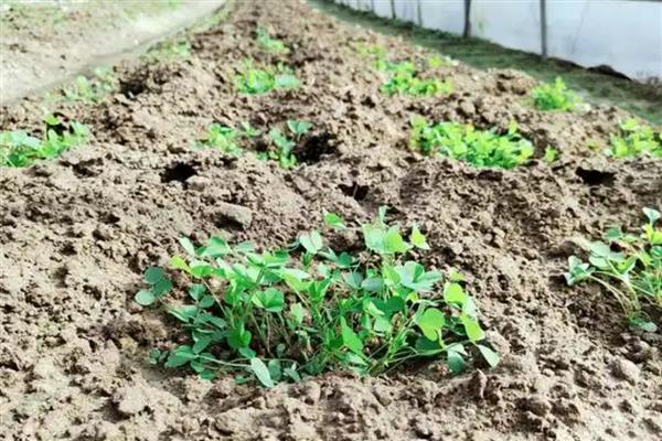 苜蓿草的种植时间，可春播、夏播和秋播