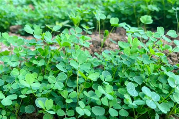 苜蓿草的种植时间，可春播、夏播和秋播