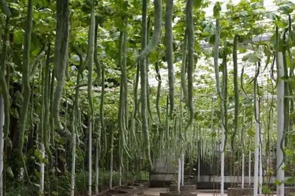 蛇瓜的种植时间，南方地区在2月份左右种植