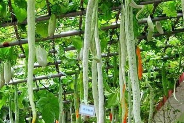 蛇瓜的种植时间，南方地区在2月份左右种植