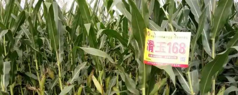 滑玉168玉米种简介，亩种植密度4000-4500株