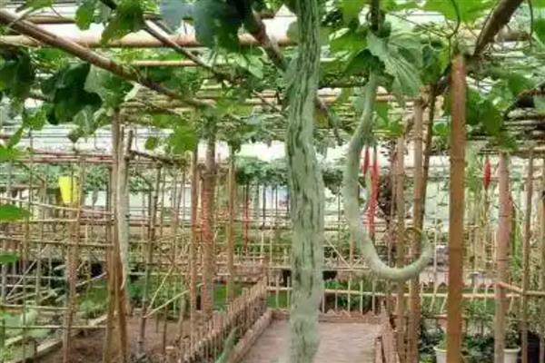 蛇瓜的种植时间，南方地区在2月份左右种植