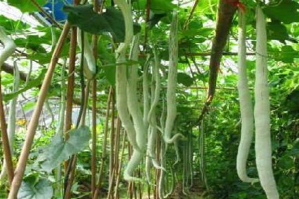 蛇瓜的种植时间，南方地区在2月份左右种植