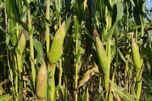 滑玉168玉米种简介，亩种植密度4000-4500株
