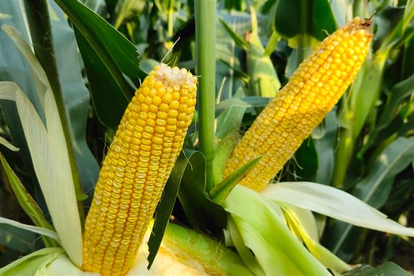 滑玉168玉米种简介，亩种植密度4000-4500株