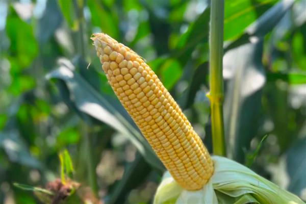 滑玉168玉米种简介，亩种植密度4000-4500株