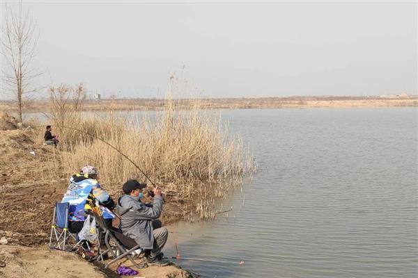 怎样避免小罗非鱼闹窝，可以选择用素饵或打素窝