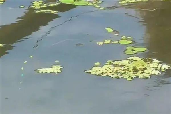 怎样避免小罗非鱼闹窝，可以选择用素饵或打素窝