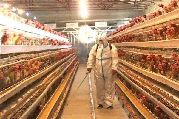 鸡的生长周期，肉鸡仅为1-2个月