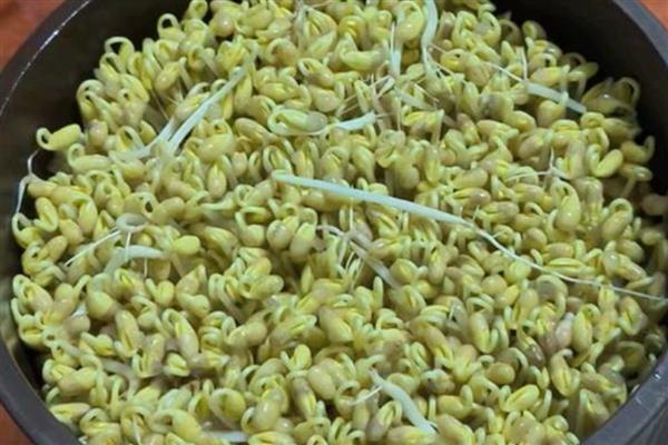 怎么栽培黄豆芽,浸泡后放在湿润的育苗纸上并注意浇水即可