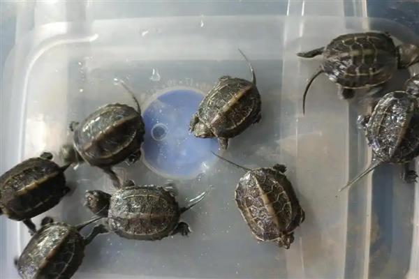 冬天如何养护草龟,将水温保持在20℃以上可防止它冬眠