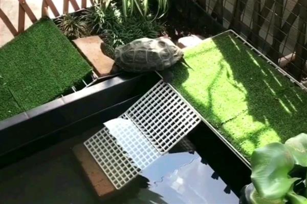 冬天如何养护草龟,将水温保持在20℃以上可防止它冬眠