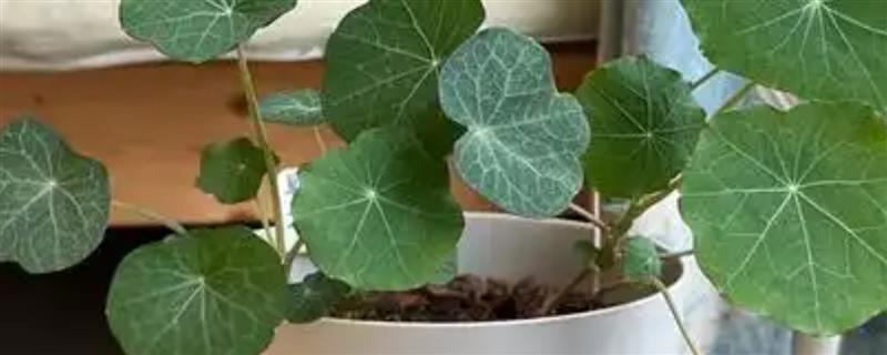 旱金莲打顶多少次，需打顶1-3次