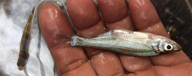 翘嘴鱼苗一年可以长多重，体重能达到0.6-1千克左右